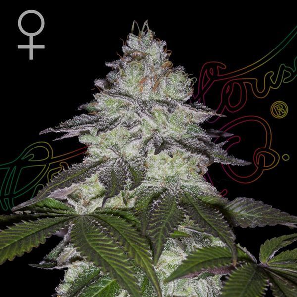 Milky Dreams (Greenhouse Seeds) Feminisoidut