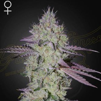 Tarte Tatin (Greenhouse Seeds) feminisoidut