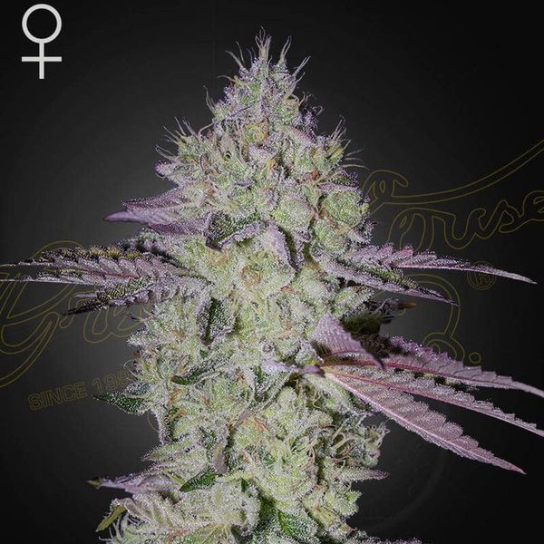 Tarte Tatin (Greenhouse Seeds) Feminisoidut