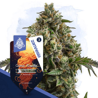 Cosmic Noodles (Zamnesia Seeds) Feminisoidut