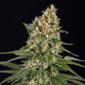 Cosmic Noodles (Zamnesia Seeds) Feminisoidut