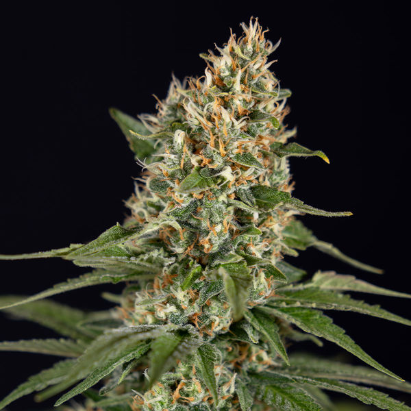 Cosmic Noodles (Zamnesia Seeds) Feminisoidut