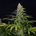 Cosmic Noodles (Zamnesia Seeds) Feminisoidut