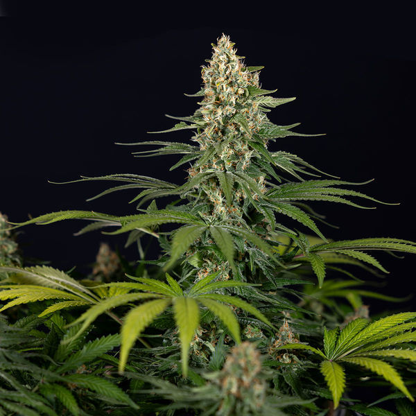 Cosmic Noodles (Zamnesia Seeds) Feminisoidut