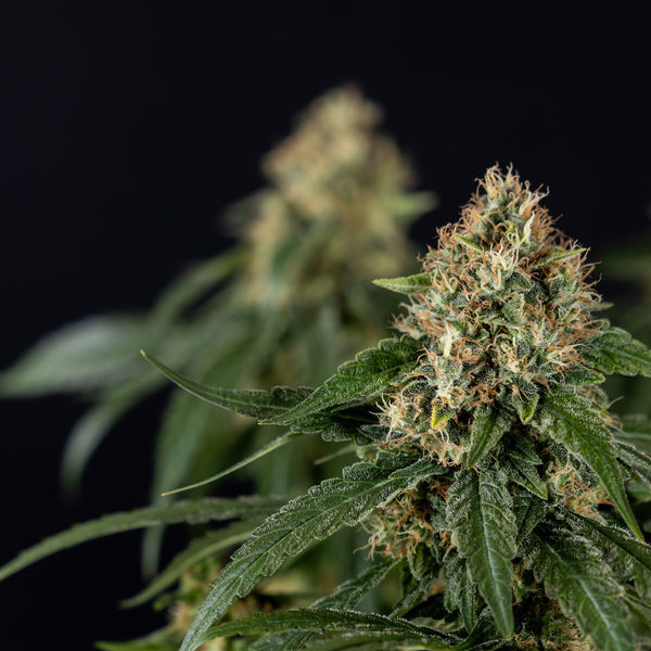 Cosmic Noodles (Zamnesia Seeds) Feminisoidut