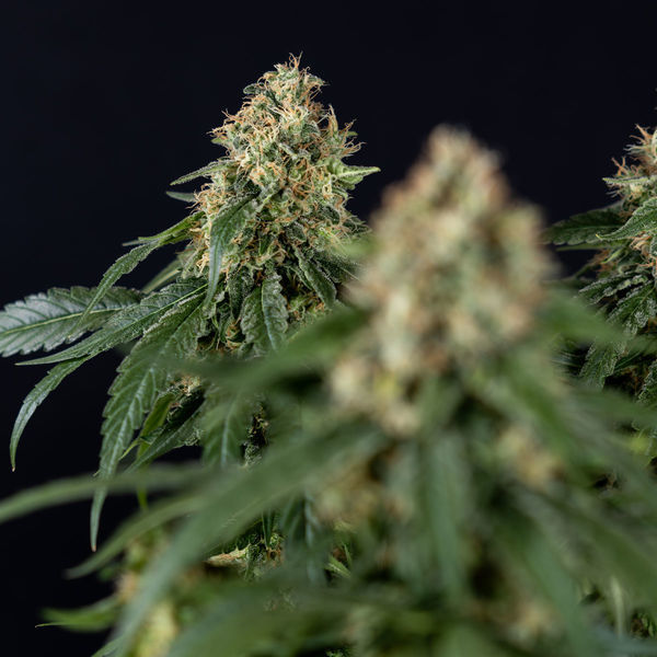 Cosmic Noodles (Zamnesia Seeds) Feminisoidut