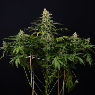 Cosmic Noodles (Zamnesia Seeds) Feminisoidut