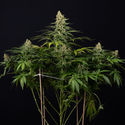 Cosmic Noodles (Zamnesia Seeds) Feminisoidut