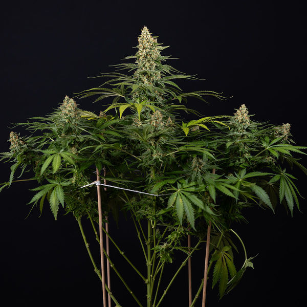 Cosmic Noodles (Zamnesia Seeds) Feminisoidut