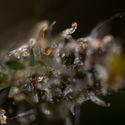 Cosmic Noodles (Zamnesia Seeds) Feminisoidut
