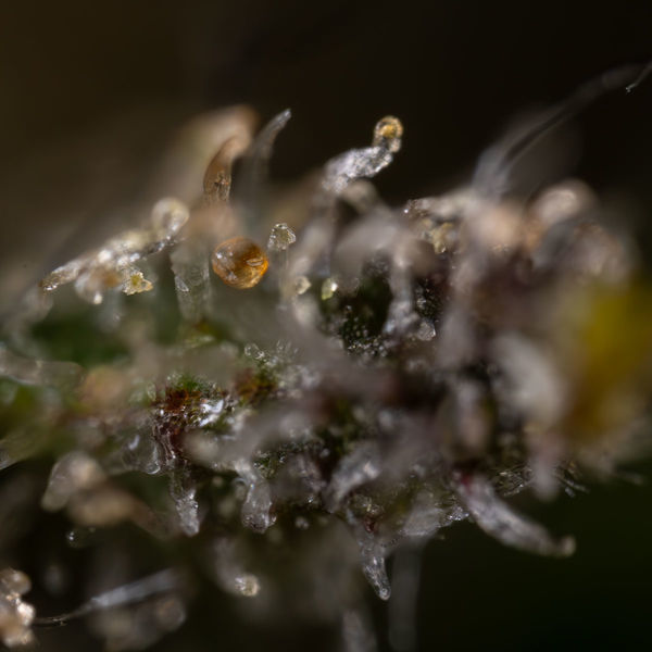 Cosmic Noodles (Zamnesia Seeds) Feminisoidut