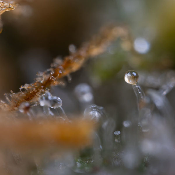 Cosmic Noodles (Zamnesia Seeds) Feminisoidut