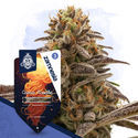 Cosmic Noodles Autoflower (Zamnesia Seeds) Feminisoidut