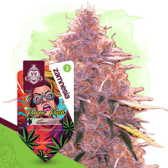 Karen Kush (Zamnesia Seeds) feminisoitu