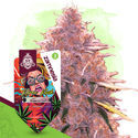 Karen Kush (Zamnesia Seeds) Feminisoidut