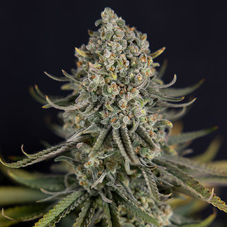 Karen Kush (Zamnesia Seeds) Feminisoidut