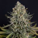Karen Kush (Zamnesia Seeds) Feminisoidut
