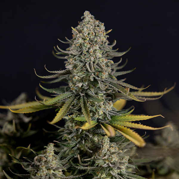 Karen Kush (Zamnesia Seeds) Feminisoidut