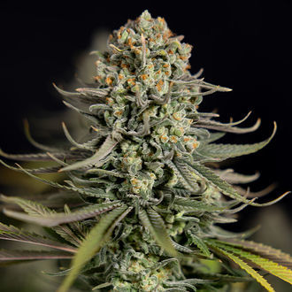 Karen Kush (Zamnesia Seeds) Feminisoidut