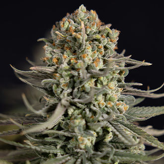 Karen Kush (Zamnesia Seeds) Feminisoidut