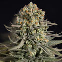 Karen Kush (Zamnesia Seeds) Feminisoidut