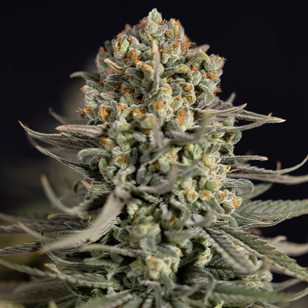 Karen Kush (Zamnesia Seeds) Feminisoidut