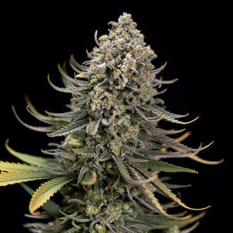Karen Kush (Zamnesia Seeds) Feminisoidut