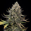 Karen Kush (Zamnesia Seeds) Feminisoidut