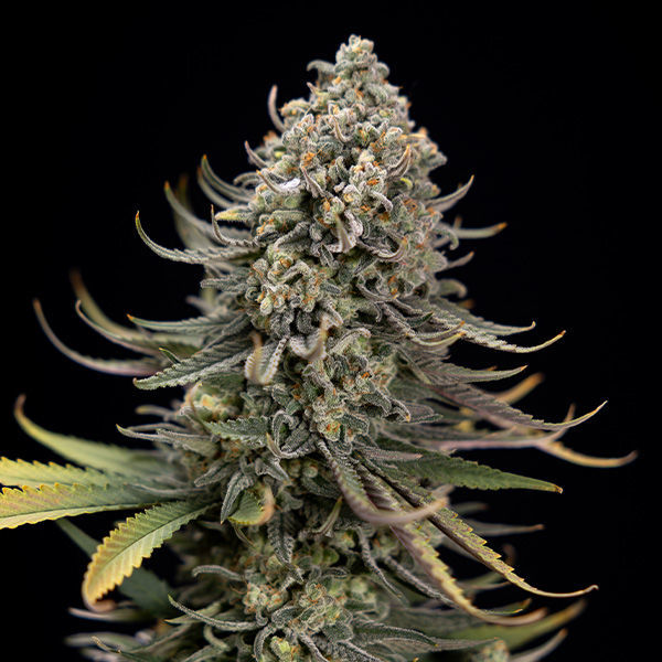 Karen Kush (Zamnesia Seeds) Feminisoidut