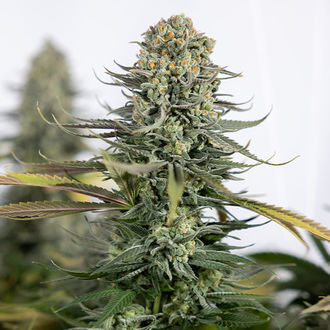 Karen Kush (Zamnesia Seeds) Feminisoidut