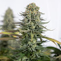 Karen Kush (Zamnesia Seeds) Feminisoidut