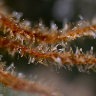 Karen Kush (Zamnesia Seeds) Feminisoidut