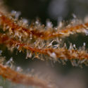 Karen Kush (Zamnesia Seeds) Feminisoidut