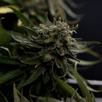 Karen Kush (Zamnesia Seeds) Feminisoidut