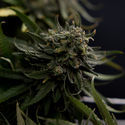 Karen Kush (Zamnesia Seeds) Feminisoidut