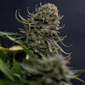 Karen Kush (Zamnesia Seeds) Feminisoidut