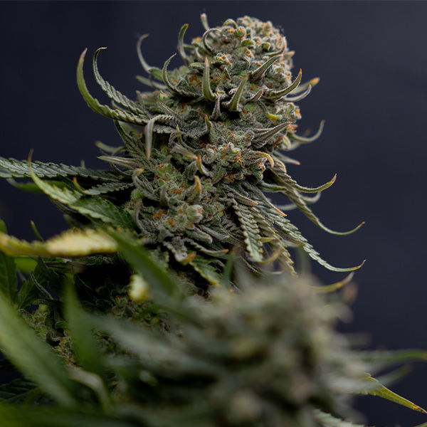 Karen Kush (Zamnesia Seeds) Feminisoidut