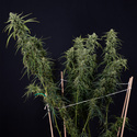 Karen Kush Autoflower (Zamnesia Seeds) Feminisoidut