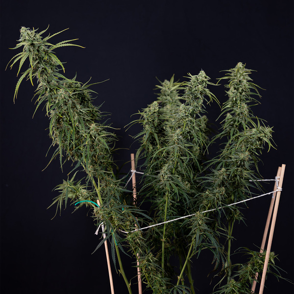 Karen Kush Autoflower (Zamnesia Seeds) Feminisoidut