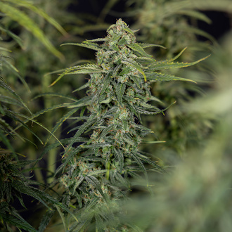 Karen Kush Autoflower (Zamnesia Seeds) Feminisoidut