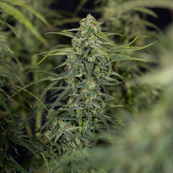 Karen Kush Autoflower (Zamnesia Seeds) Feminisoidut