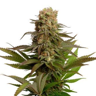 Kosher Choco Kush (Amsterdam Genetics) Feminisoi&shy;tu
