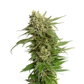 Quicksilver (Amsterdam Genetics) feminisoidut