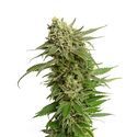 Quicksilver (Amsterdam Genetics) Feminisoidut