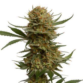 Chunky Cookies (Amsterdam Genetics) Feminisoidut