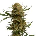 Chunky Cookies (Amsterdam Genetics) Feminisoidut