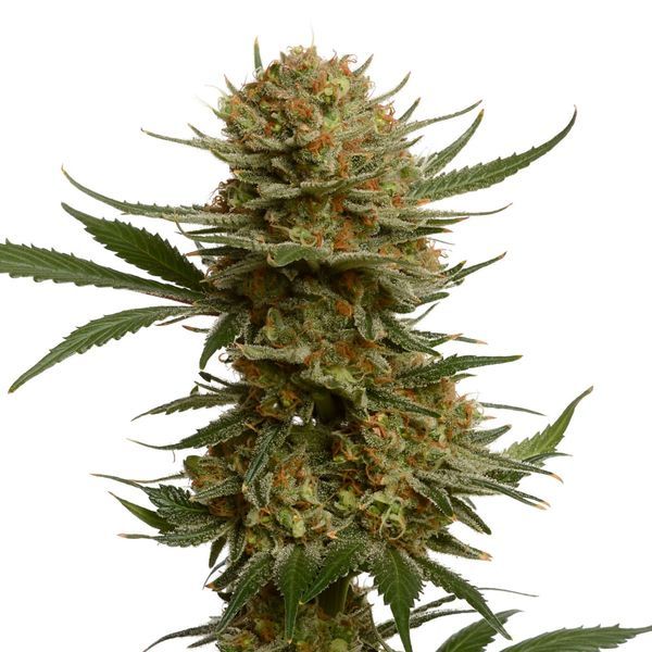 Chunky Cookies (Amsterdam Genetics) Feminisoidut