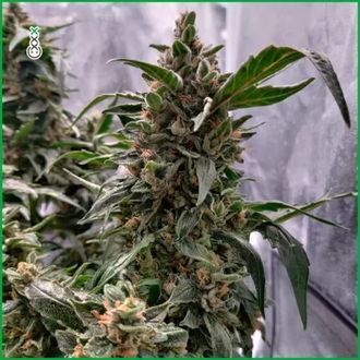 Blue Amnesia Haze (Amsterdam Genetics) Feminisoidut