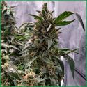 Blue Amnesia Haze (Amsterdam Genetics) Feminisoidut