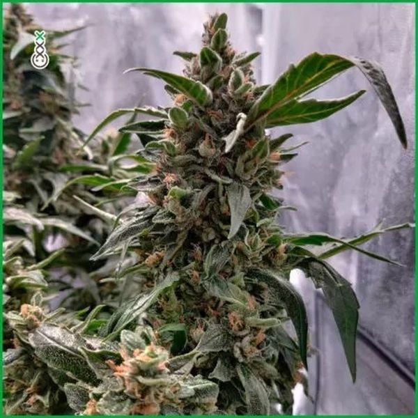 Blue Amnesia Haze (Amsterdam Genetics) Feminisoidut